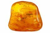 Detailed Fossil Spider (Araneae) in Baltic Amber #159791-1